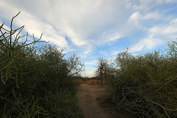 Lanscape near the lagoon