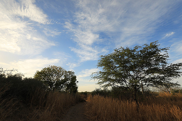 Lanscape near the lagoon