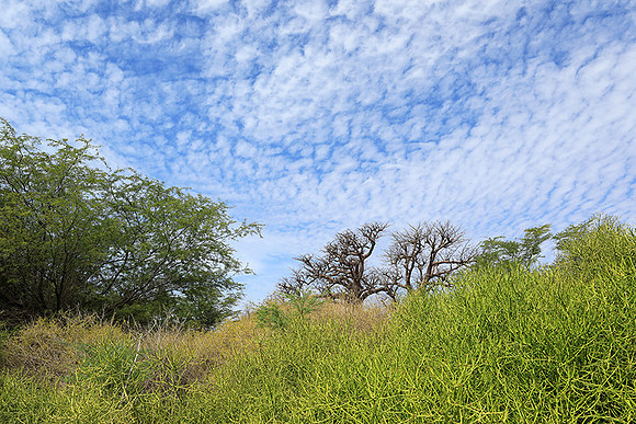 Lanscape near the lagoon