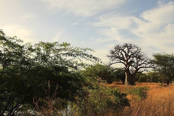 Lanscape near the lagoon