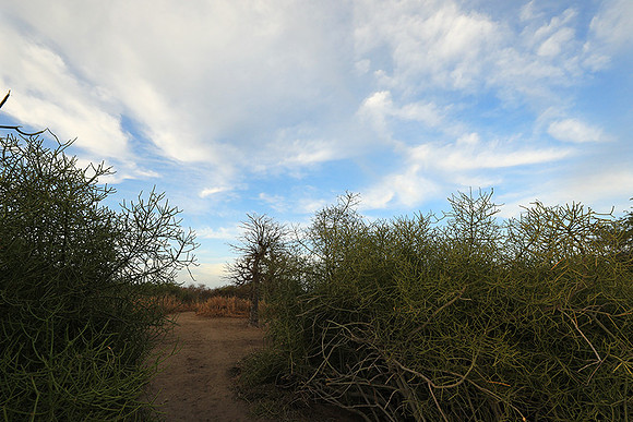 Lanscape near the lagoon