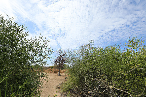 Lanscape near the lagoon