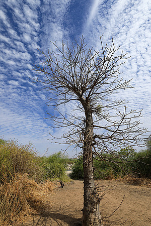 Lanscape near the lagoon