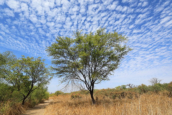 Lanscape near the lagoon