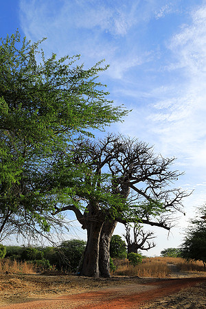 Lanscape near the lagoon