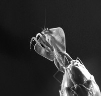 Praying mantis