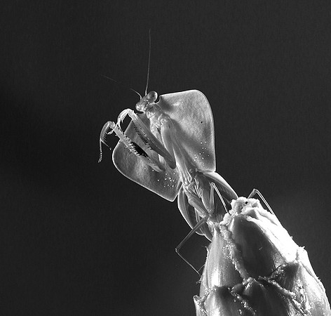 Praying mantis