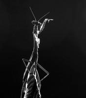 Praying mantis