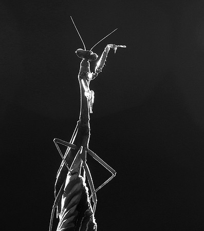 Praying mantis