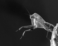 Praying mantis