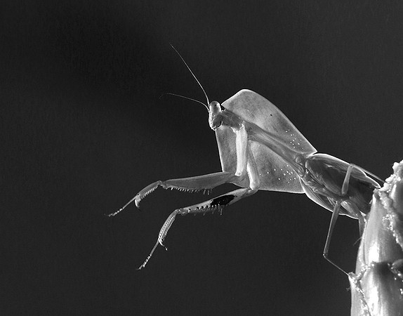 Praying mantis