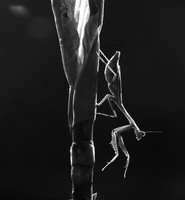 Praying mantis