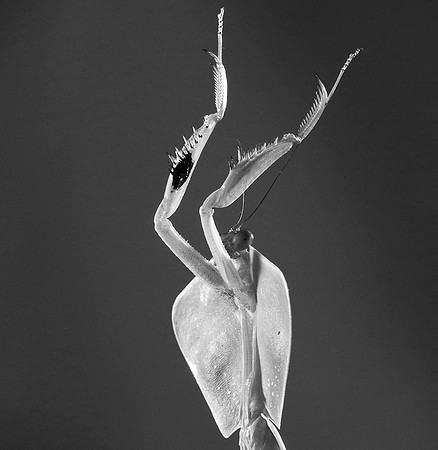 Praying mantis