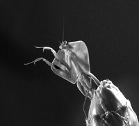 Praying mantis
