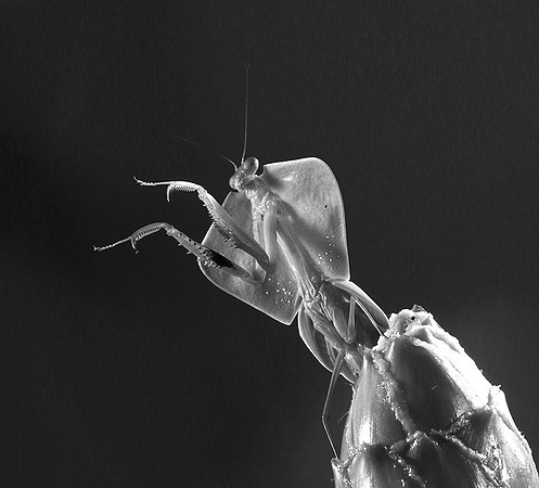 Praying mantis