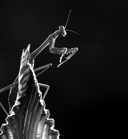 Praying mantis