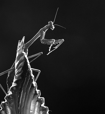 Praying mantis