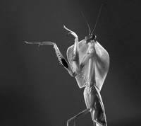 Praying mantis