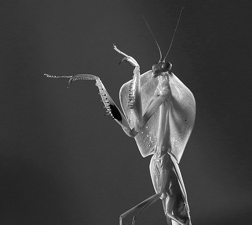 Praying mantis