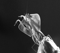 Praying mantis