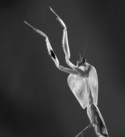 Praying mantis