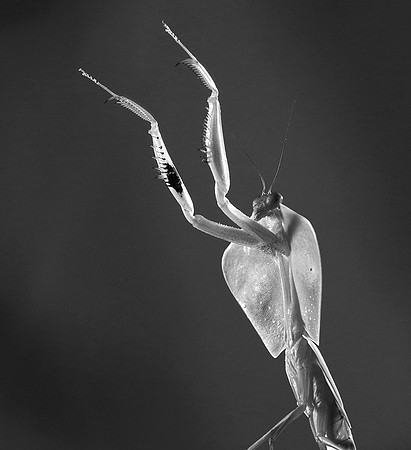 Praying mantis