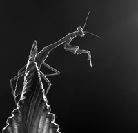 Praying mantis