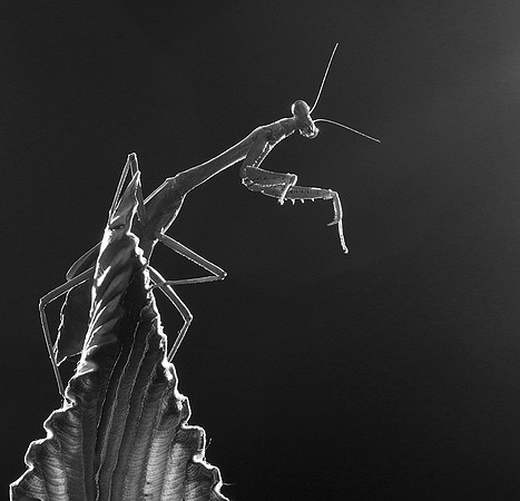 Praying mantis