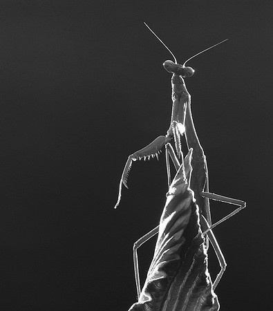 Praying mantis