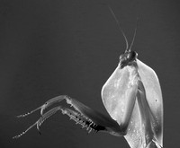 Praying mantis