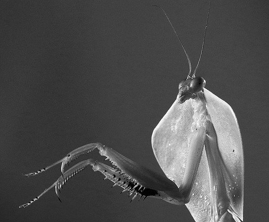 Praying mantis