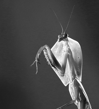 Praying mantis