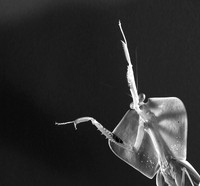 Praying mantis