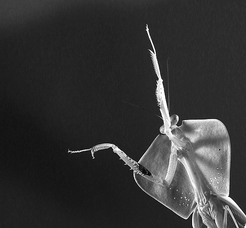 Praying mantis