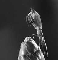 Praying mantis