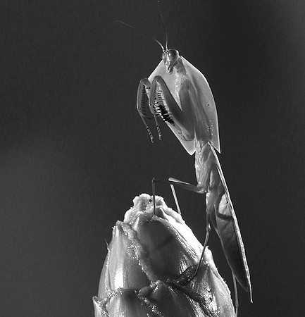 Praying mantis