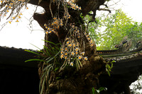 Pagoda Thay