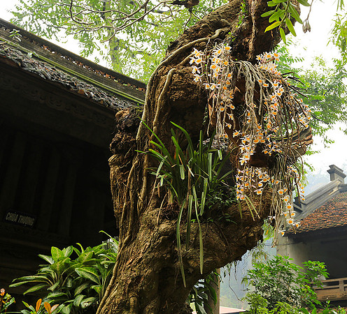 Pagoda Thay