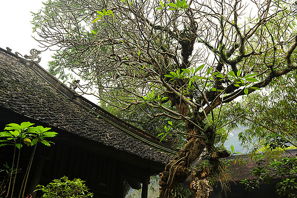 Pagoda Thay