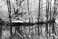 Pond in winter - east of France