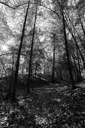 Forest - east of France