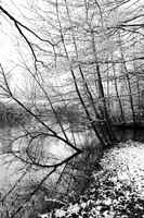 Pond in winter - east of France