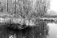 Pond in winter - east of France