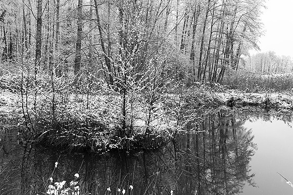 Pond in winter - east of France