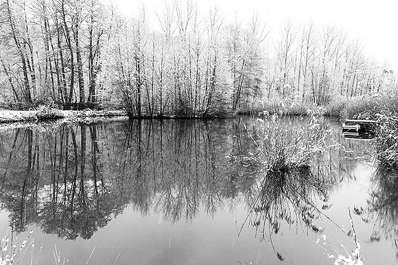 Pond in winter - east of France