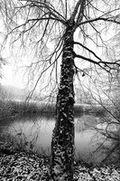 Pond in winter - east of France
