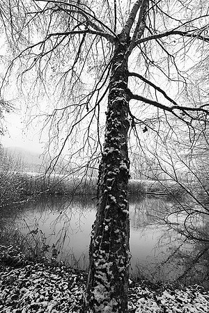 Pond in winter - east of France