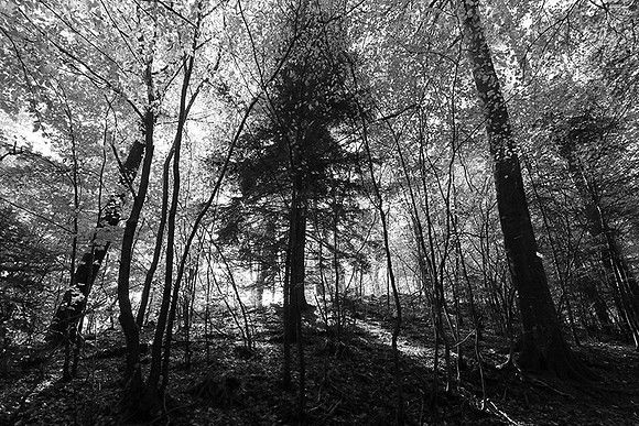 Forest - east of France