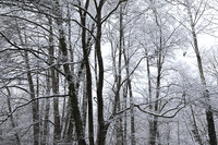 Pond in winter - east of France