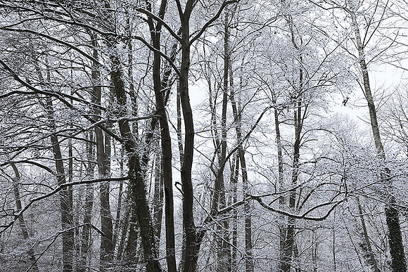 Pond in winter - east of France
